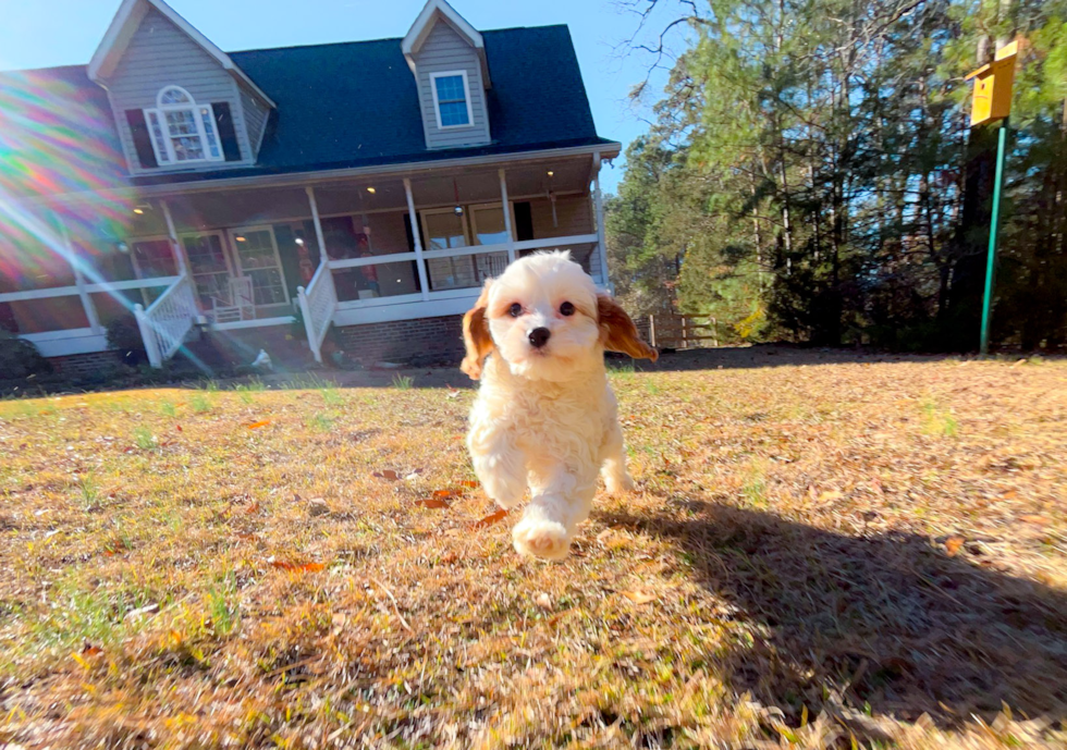 Cute Cavapoo Baby