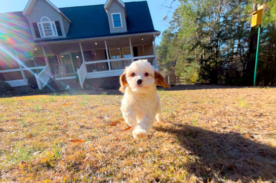 Cute Cavapoo Baby