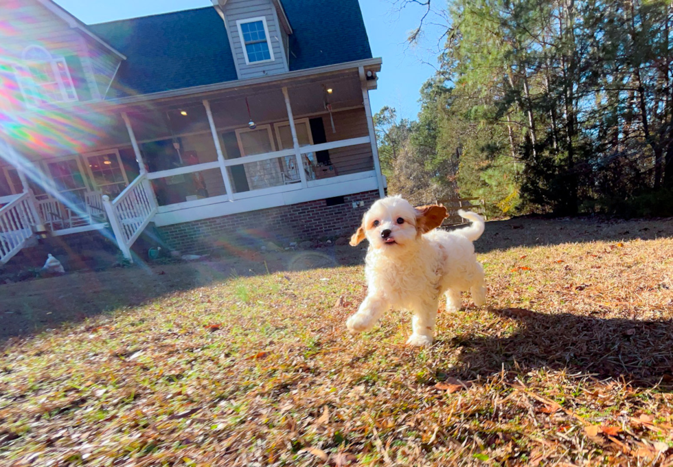 Cavapoo Puppy for Adoption