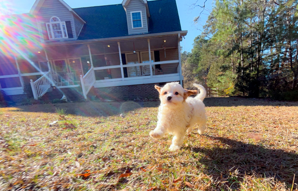 Cute Cavadoodle Poodle Mix Puppy