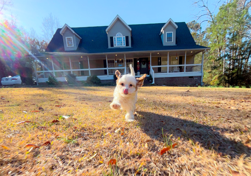 Cavapoo Pup Being Cute