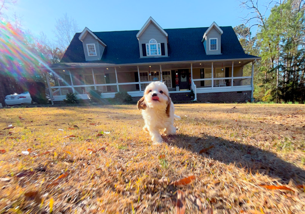 Best Cavapoo Baby