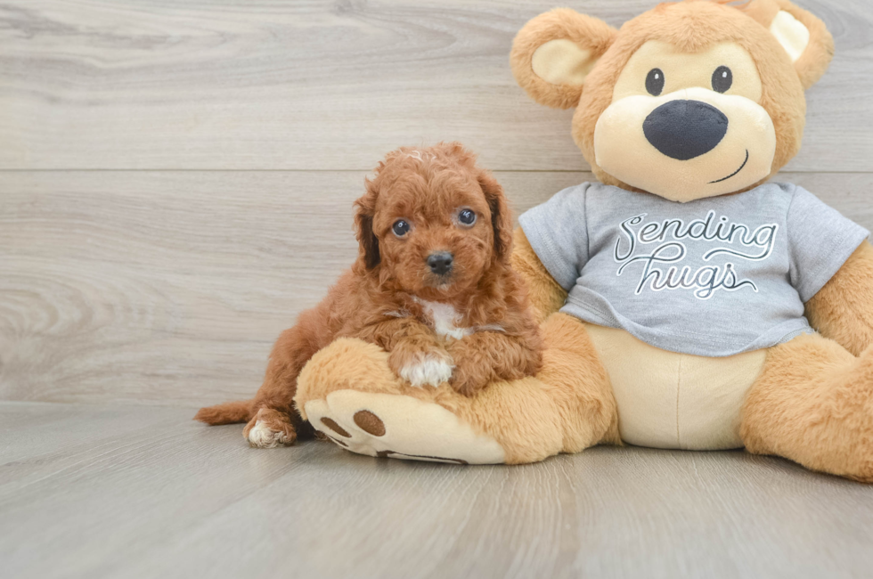 6 week old Cavapoo Puppy For Sale - Simply Southern Pups