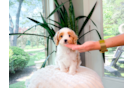 Cavapoo Puppy for Adoption