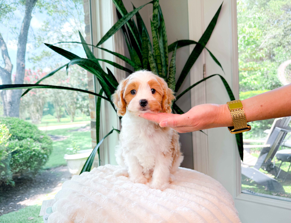 Cavapoo Puppy for Adoption