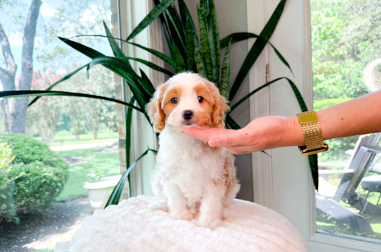 Cavapoo Puppy for Adoption