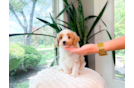 Best Cavapoo Baby