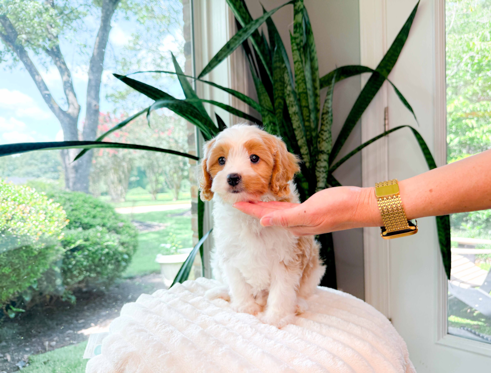 Best Cavapoo Baby