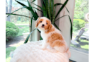 Cute Cavapoo Baby