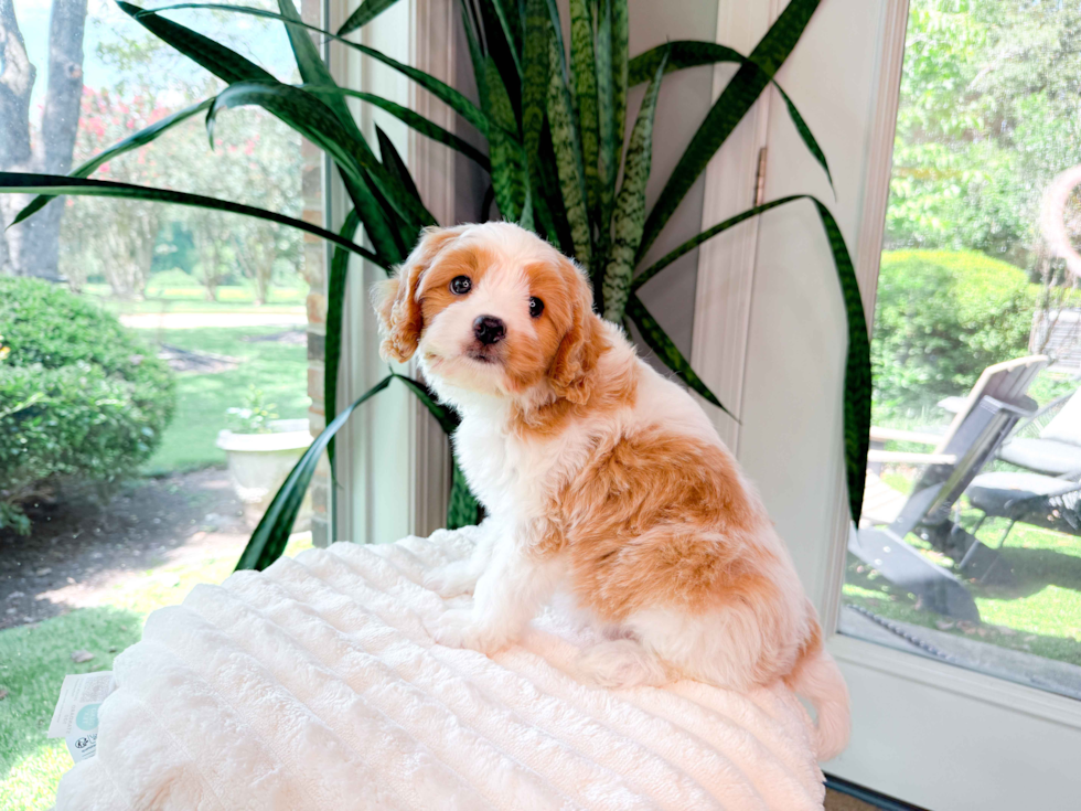 Cute Cavapoo Baby