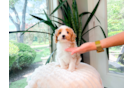 Cavapoo Puppy for Adoption