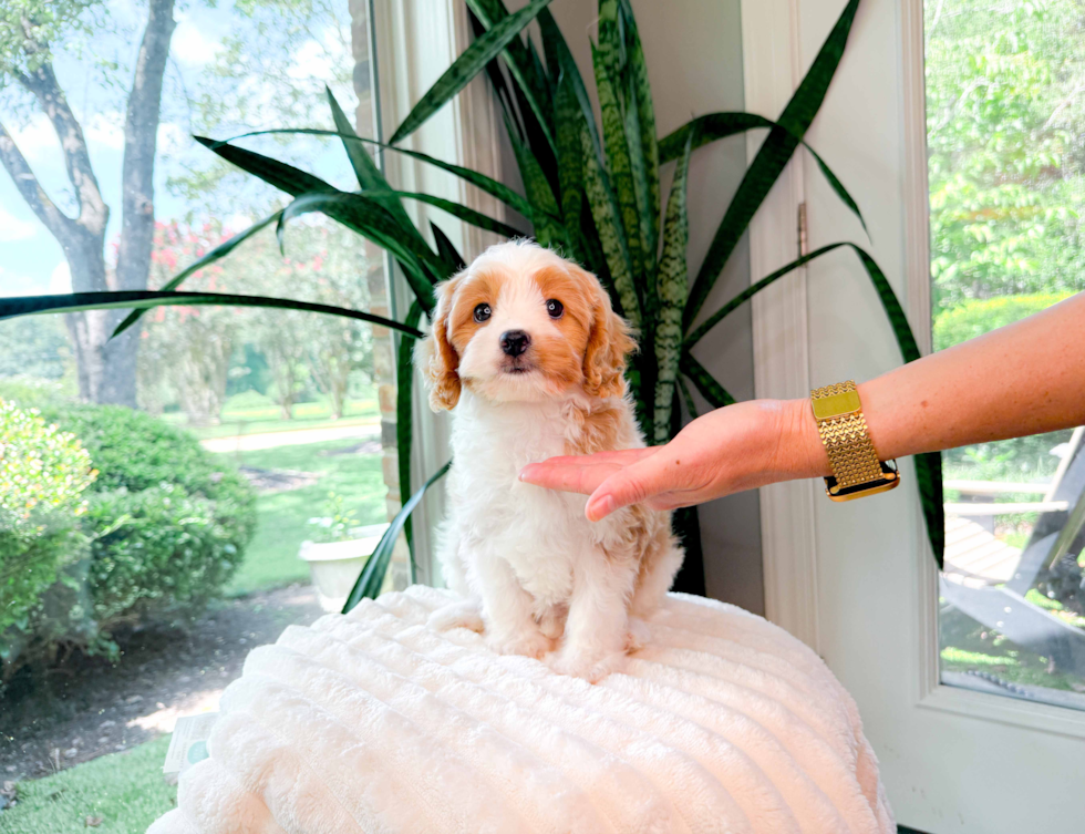 Cavapoo Puppy for Adoption