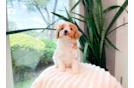 Cavapoo Pup Being Cute