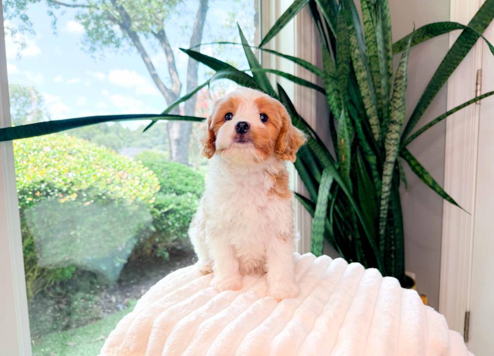 Cavapoo Pup Being Cute
