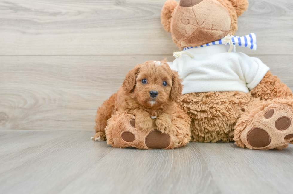 6 week old Cavapoo Puppy For Sale - Simply Southern Pups