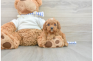 Funny Cavapoo Poodle Mix Pup