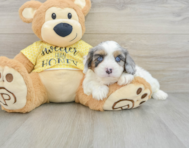 7 week old Cavapoo Puppy For Sale - Simply Southern Pups