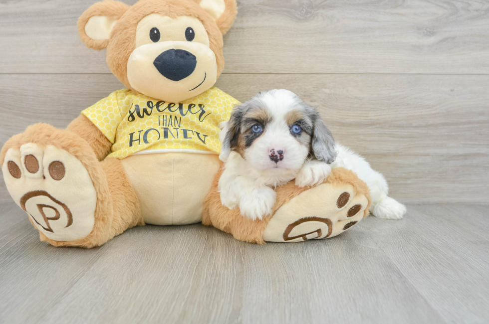 6 week old Cavapoo Puppy For Sale - Simply Southern Pups