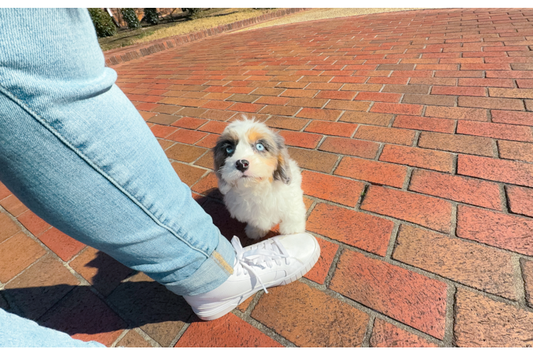 Cute Cavapoo Poodle Mix Pup