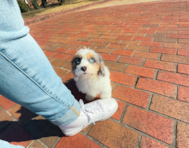 9 week old Cavapoo Puppy For Sale - Simply Southern Pups