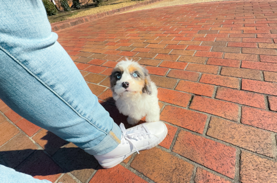 Cute Cavapoo Poodle Mix Pup