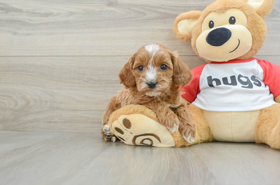 6 week old Cavapoo Puppy For Sale - Simply Southern Pups