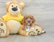 7 week old Cavapoo Puppy For Sale - Simply Southern Pups