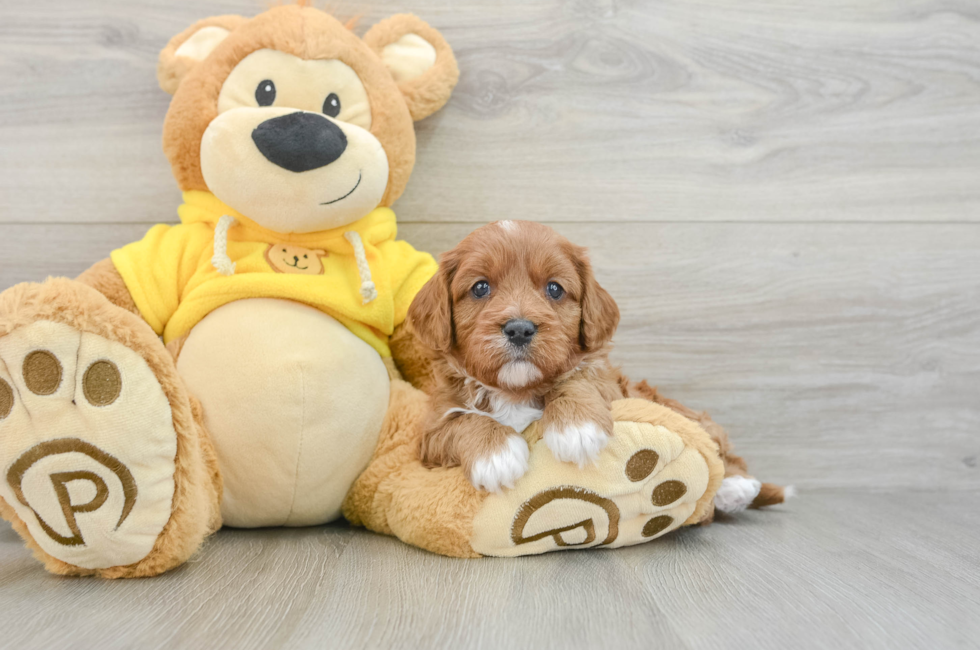 6 week old Cavapoo Puppy For Sale - Simply Southern Pups