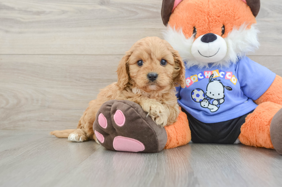 7 week old Cavapoo Puppy For Sale - Simply Southern Pups