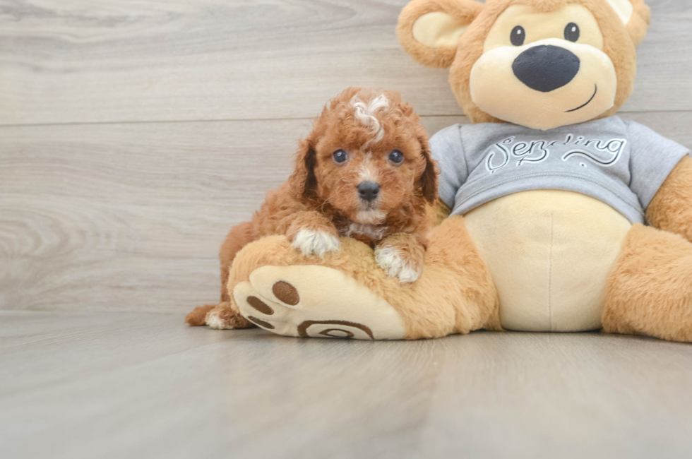 6 week old Cavapoo Puppy For Sale - Simply Southern Pups