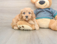9 week old Cavapoo Puppy For Sale - Simply Southern Pups