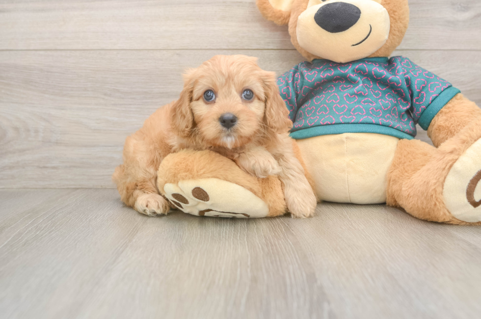 8 week old Cavapoo Puppy For Sale - Simply Southern Pups