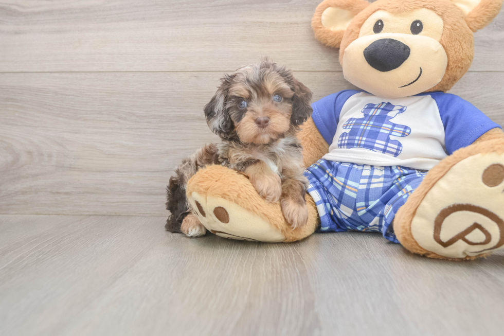 Meet Goody Boy - our Cavapoo Puppy Photo  1/3 - Simply Southern Pups Happy Cavapoo Baby