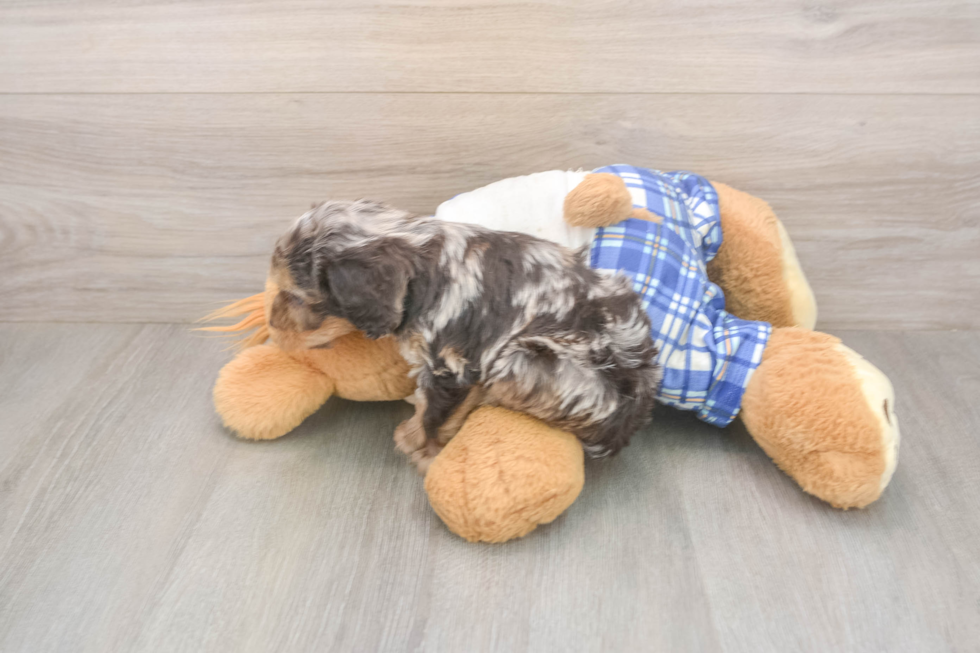 Meet Goody Boy - our Cavapoo Puppy Photo  3/3 - Simply Southern Pups Best Cavapoo Baby