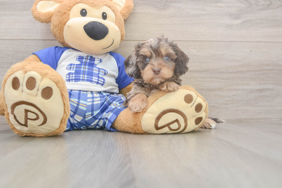 Meet Goody Boy - our Cavapoo Puppy Photo  2/3 - Simply Southern Pups Cavapoo Puppy for Adoption