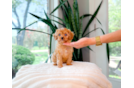 Cavapoo Pup Being Cute