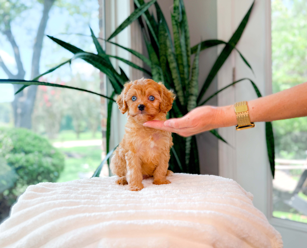Cavapoo Pup Being Cute