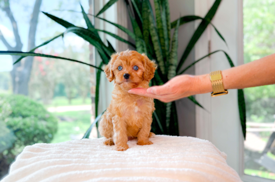 Cavapoo Pup Being Cute