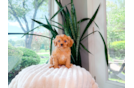 Best Cavapoo Baby