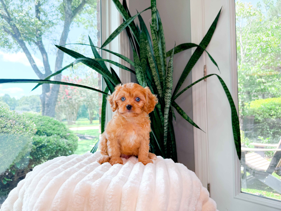 Best Cavapoo Baby