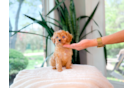 Cute Cavapoo Poodle Mix Pup