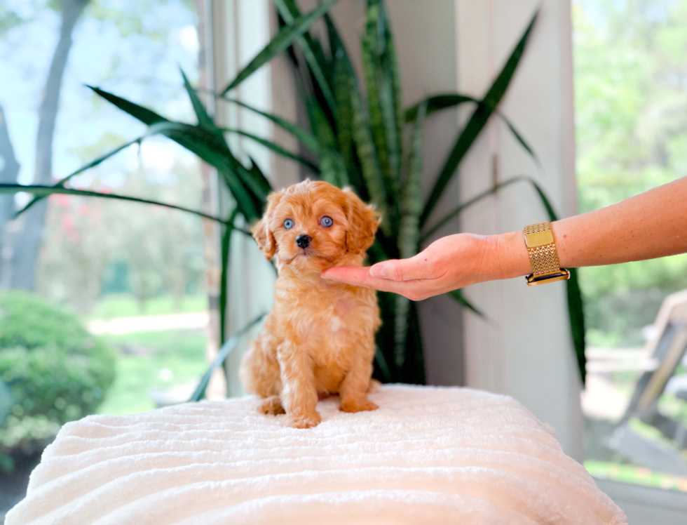 Cute Cavapoo Poodle Mix Pup