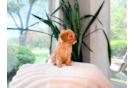 Cute Cavapoo Poodle Mix Pup