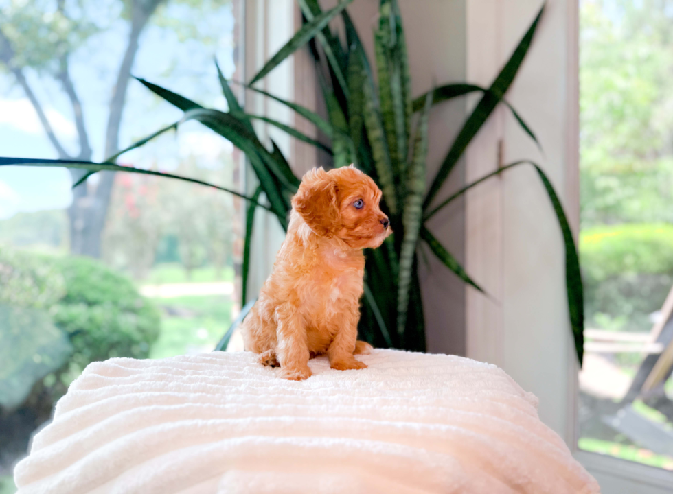 Cute Cavapoo Poodle Mix Pup