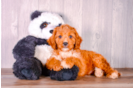 Cute Cavapoo Poodle Mix Pup