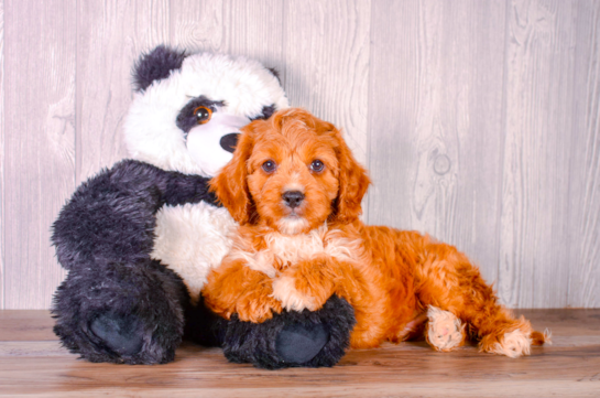 Cute Cavapoo Poodle Mix Pup