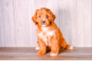 Best Cavapoo Baby