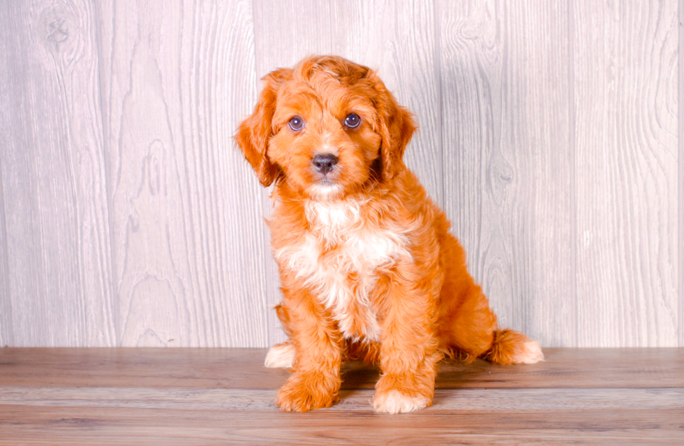 Best Cavapoo Baby