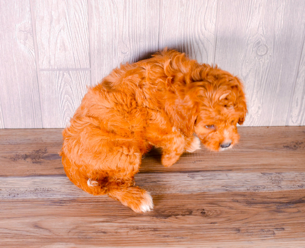 Cute Cavapoo Poodle Mix Pup