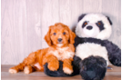 Cavapoo Pup Being Cute